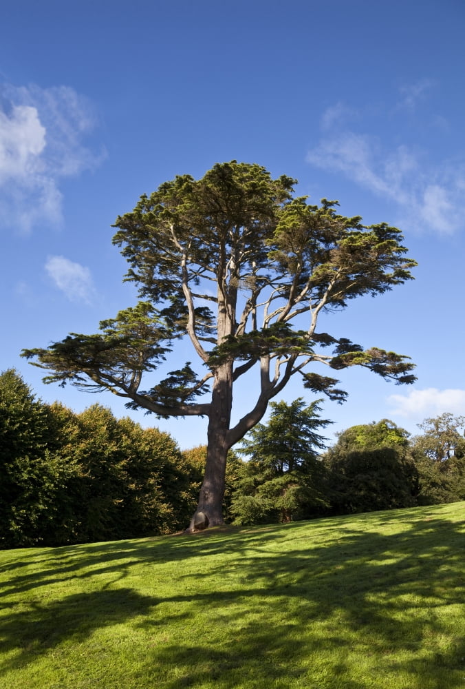 County Down Ireland Lebanon Cedar in Castleward domesne near Strangford Canvas Art - Panoramic Images (36 x 24)