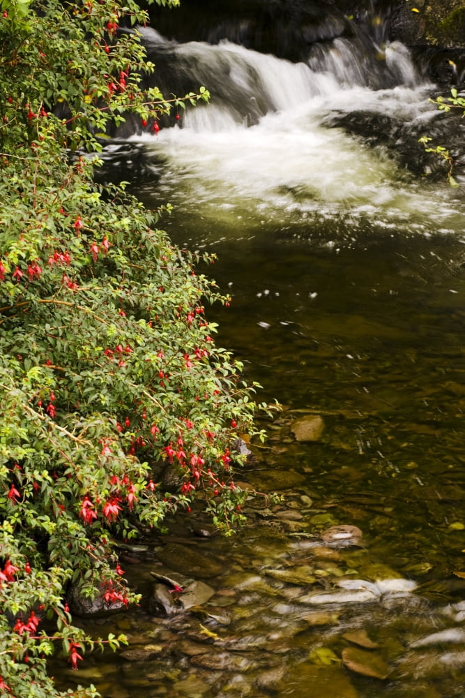 County Kerry Ireland Fuchsia Bush Beside Stream Canvas Art - Peter McCabe Design Pics (22 x 34)