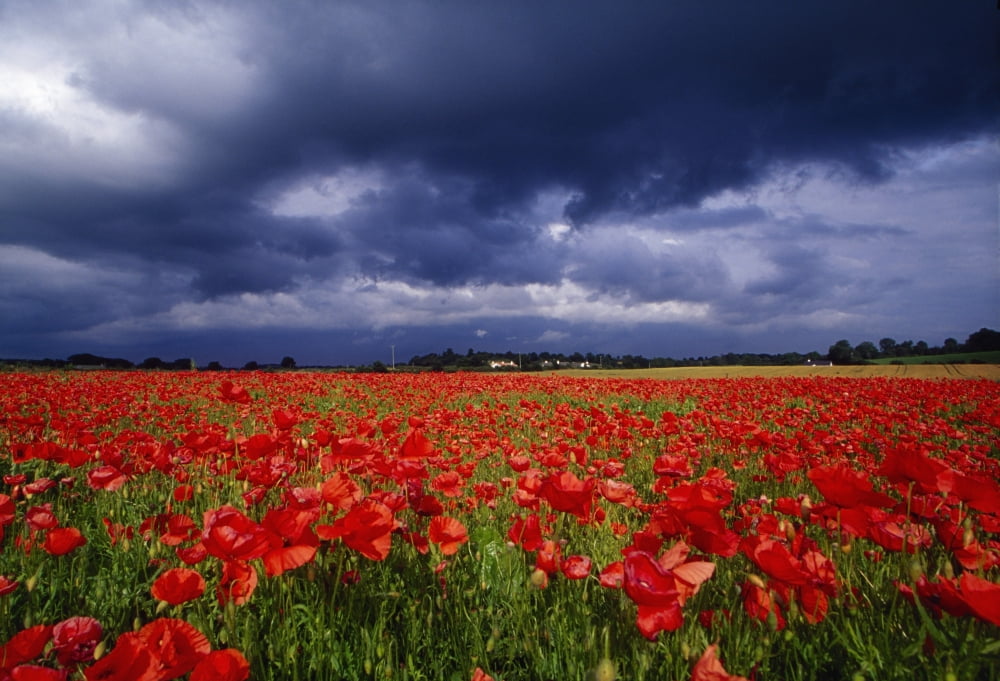 County Kildare Ireland Poppy Field Canvas Art - Richard Cummins Design Pics (36 x 24)