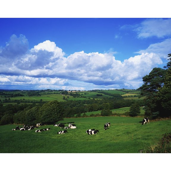 County Tipperary Ireland Dairy Cattle Poster Print by The Irish Image Collection 1809050