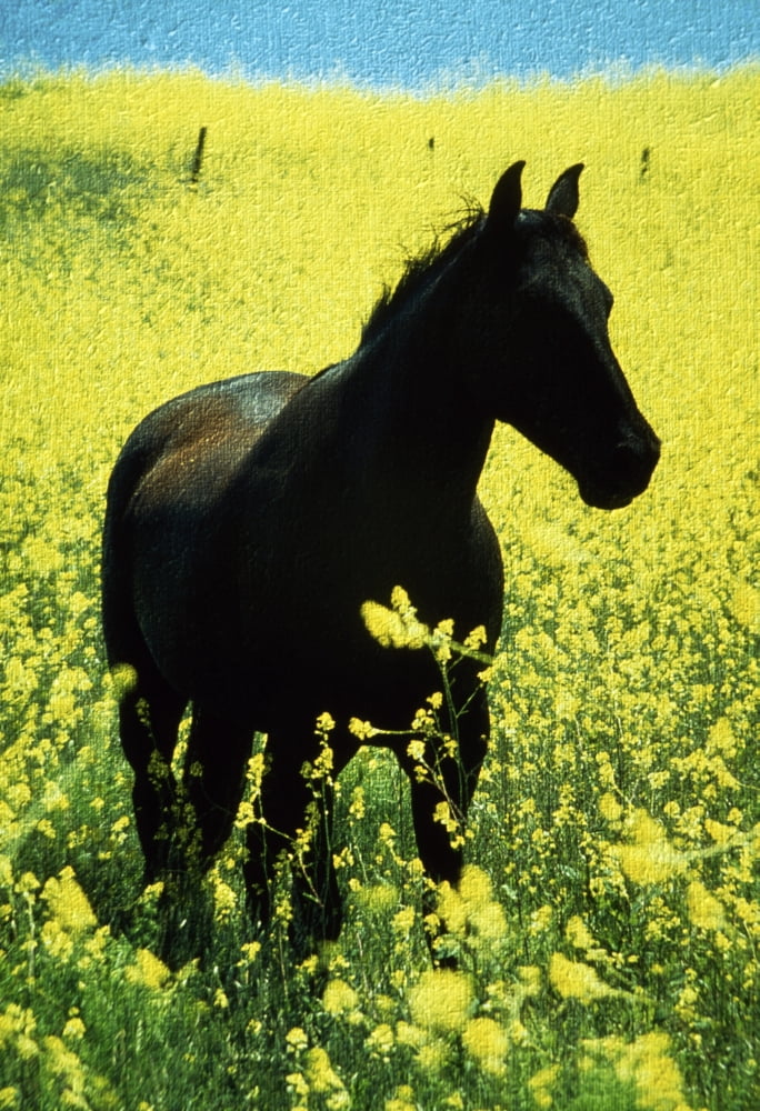 County Tipperary Ireland Horse In A Rapeseed Field Canvas Art - Richard Cummins Design Pics (12 x 18)