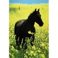 thumbnail image 1 of County Tipperary Ireland - Horse in a Rapeseed Field Poster Print by Richard Cummins, 12 x 18, 1 of 1