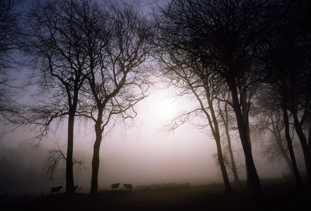 County Wicklow Ireland Canvas Art - The Irish Image Collection Design Pics (36 x 24)