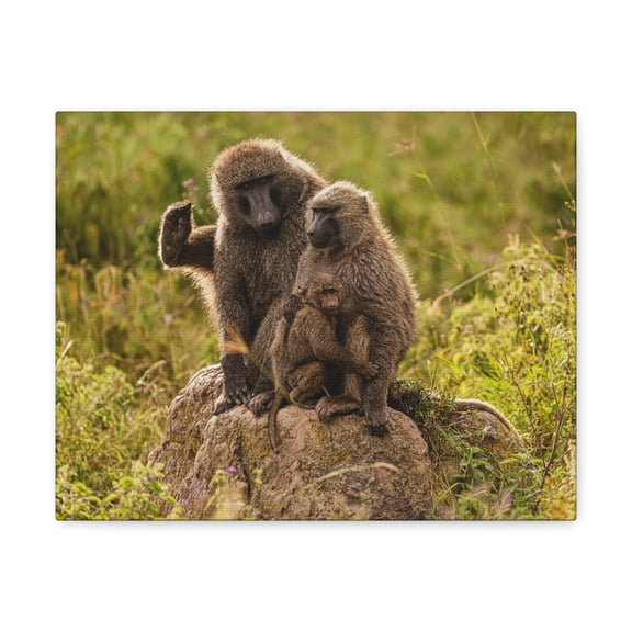 Couple Baboon Couple Couple Baboon Troop Print Animal Wall Art Wildlife Canvas Prints Wall Art Ready to Hang Unframed