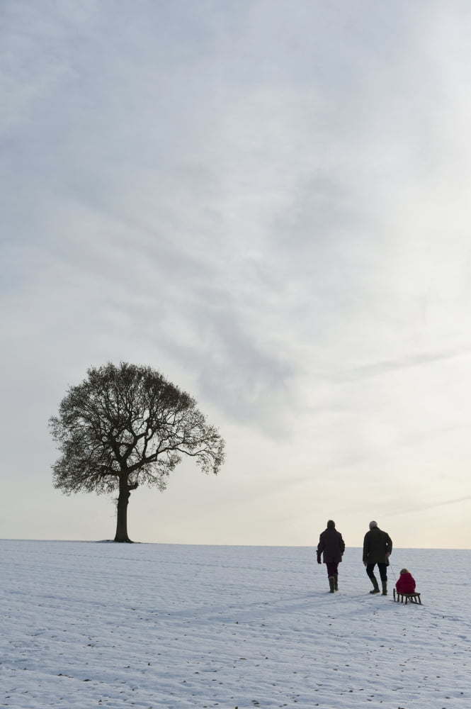Couple Pulling Child On Sledge Up Hill Covered In Snow Towards Solitary Oak TreePetersfield Hants Uk Canvas Art - Ian Cumming Design Pics (24 x 38)
