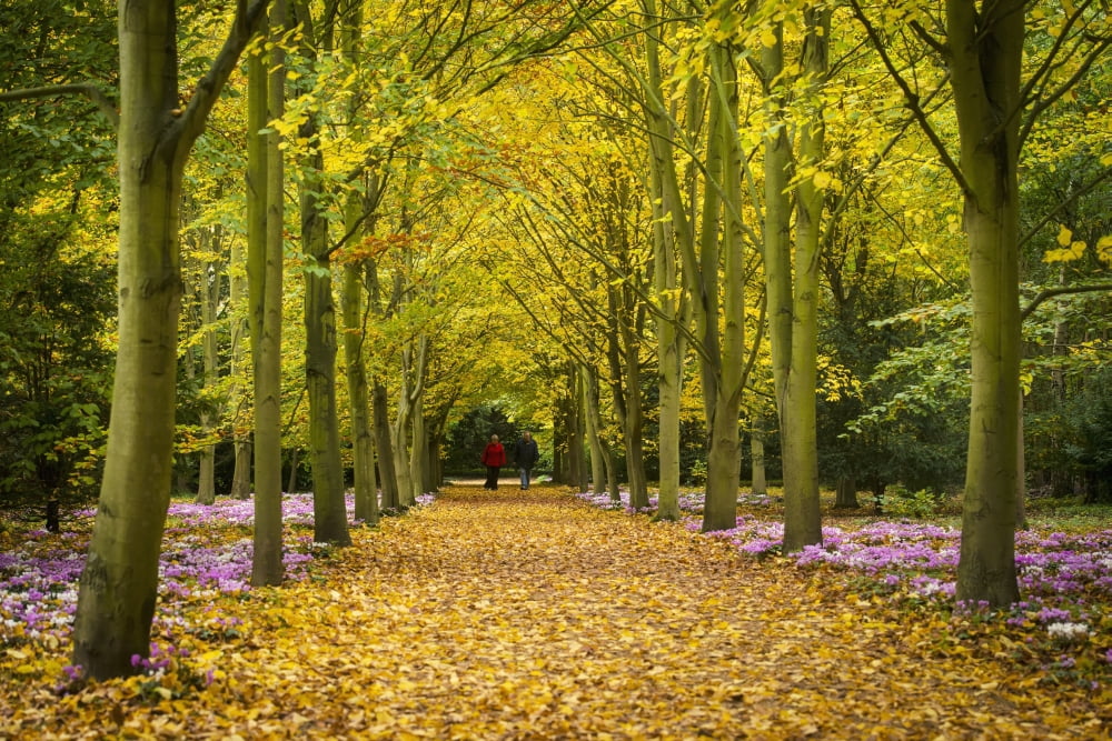 Couple Walking Along Avenue Of Beech Trees Anglesey Abbey Cambridgeshire United Kingdom Canvas Art - Ian Cumming Design Pics (18 x 12)