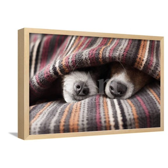 Couple of Dogs, Animals Framed Art Print Wall Art by Javier Brosch Sold by Art.Com