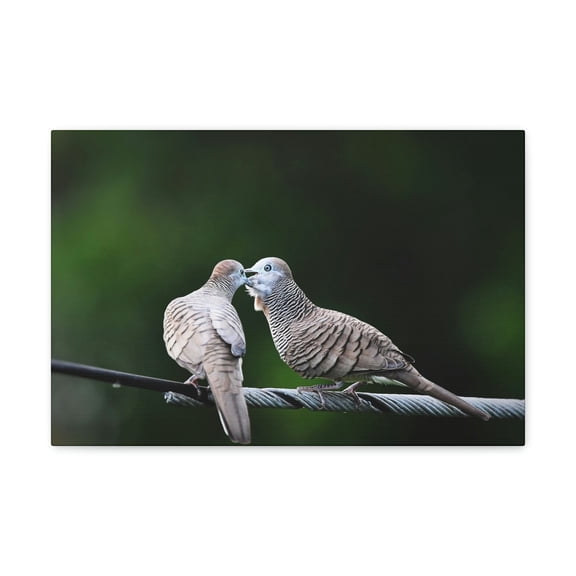 Couple of Sweet Zebra Dove Kissing Print Animal Wall Art Wildlife Canvas Prints Wall Art Ready to Hang Unframed