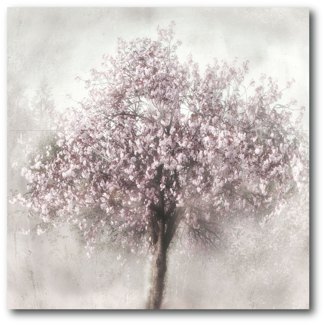 Courtside Market Cherry blossoms 24"x24" Gallery-Wrapped Canvas Wall Art