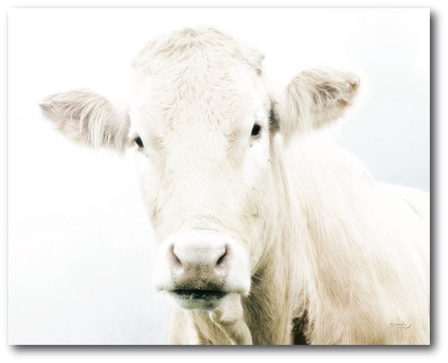 Courtside Market Cow 16"x20" Gallery-Wrapped Canvas Wall Art