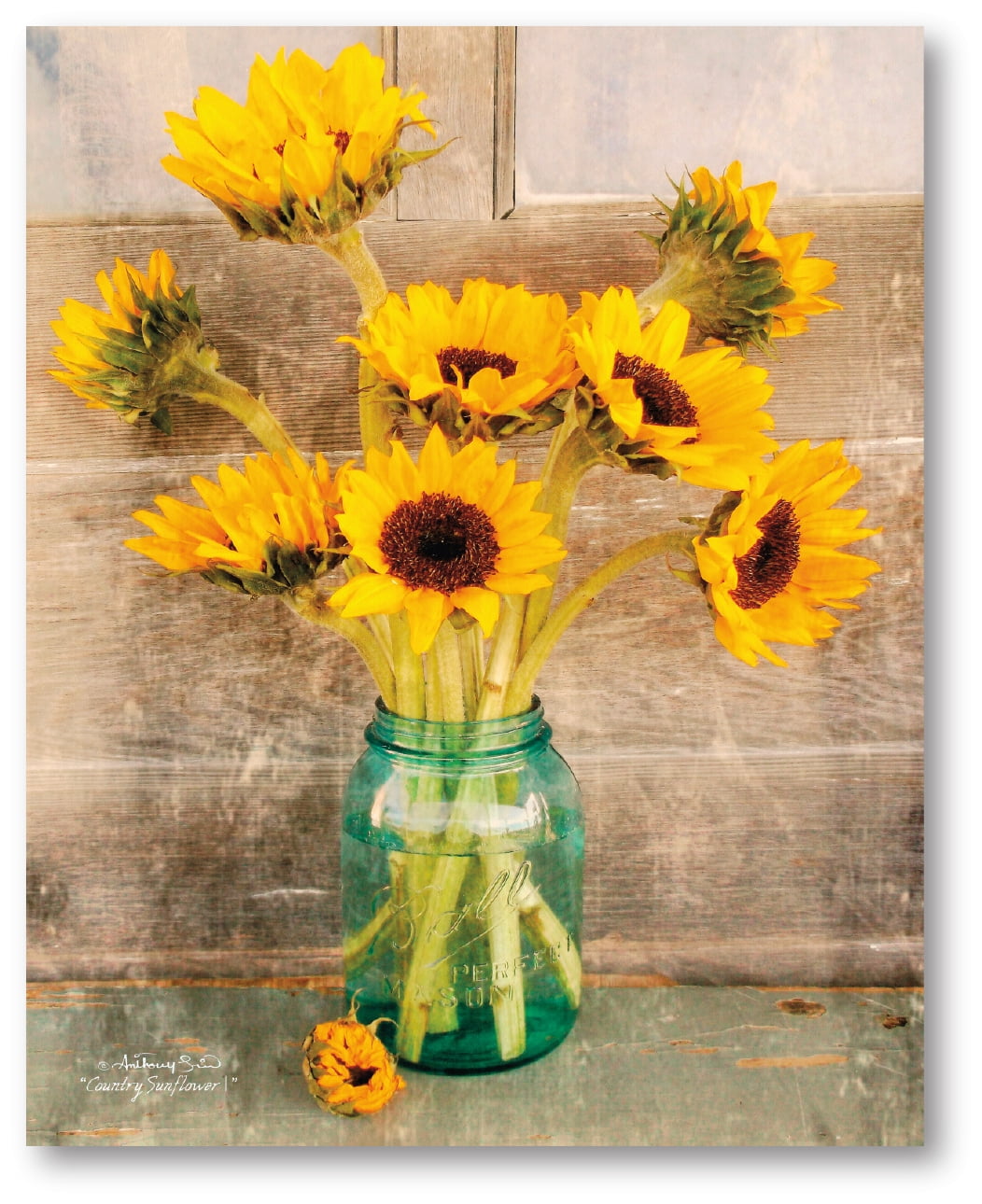 Courtside Market Sunflowers in mason jar 16"x20" Gallery-Wrapped Canvas Wall Art