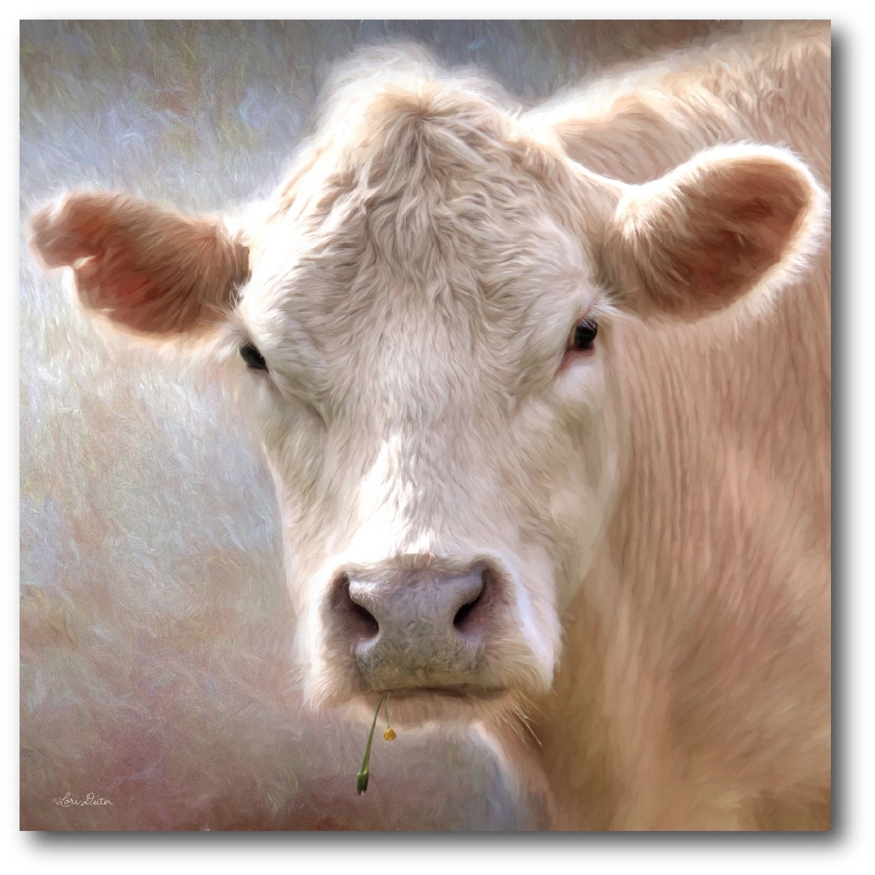 Courtside Market Up Close Cow 16"x16" Gallery-Wrapped Canvas Wall Art