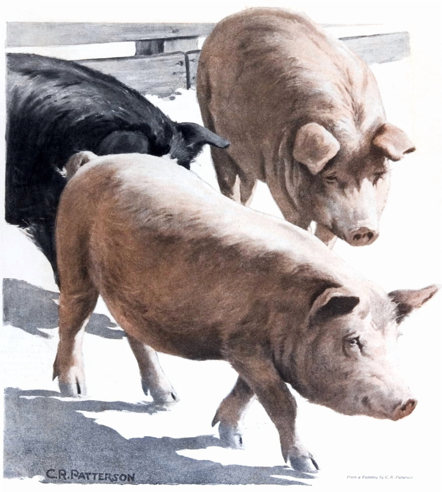 Cover of Country Gentleman agricultural magazine from the early 20th century Canvas Art - Remsberg Inc Design Pics (14 x 16)