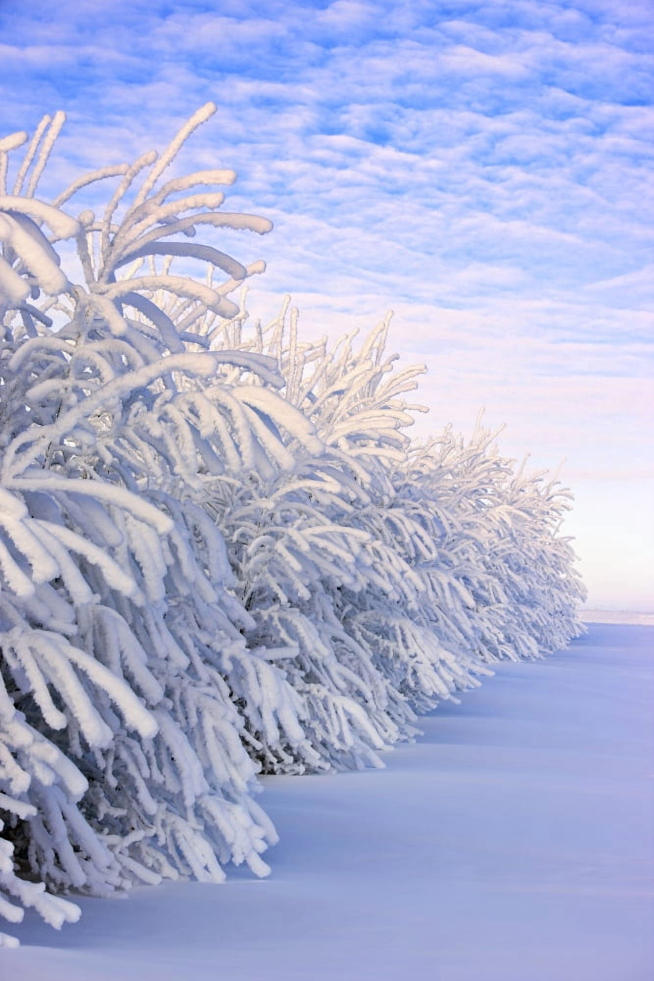 Covered In Snow Canvas Art - Carson Ganci  Design Pics (12 x 18)