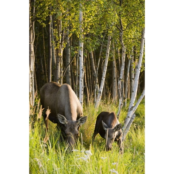 Cow And Calf Moose Feeding Along The Tony Knowles Coastal Trail At Sunset During Summer In Anchorage Southcentral Alask