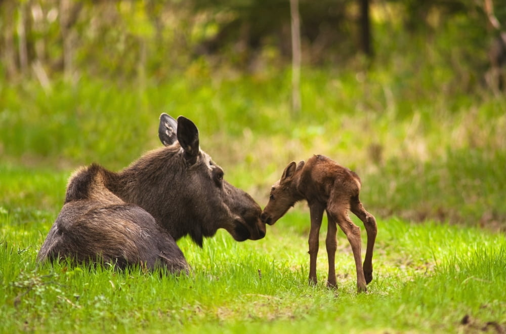 Cow And Calf Moose In Grass Kincaid Park Anchorage Alaska Canvas Art - Michael Jones Design Pics (17 x 11)