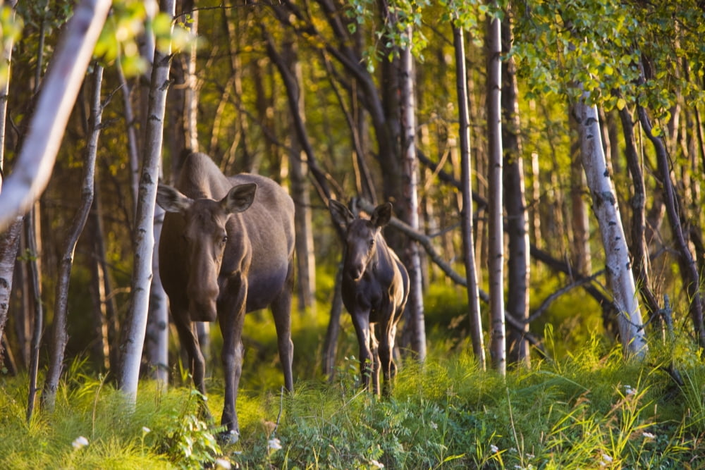 Cow And Calf Moose In Birch Forest Along The Tony Knowles Coastal Trail At Sunset During Summer In Anchorage Southcentral Alaska Canvas Art - Kevin Smith Design Pics (36 x 24)