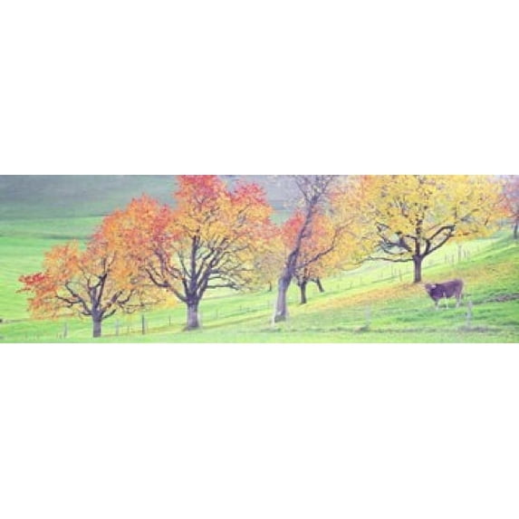 Cow Cantone Zug Switzerland Poster Print (18 x 6)