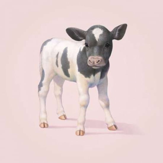 Cow Canvas Art - John Butler (24 x 24)