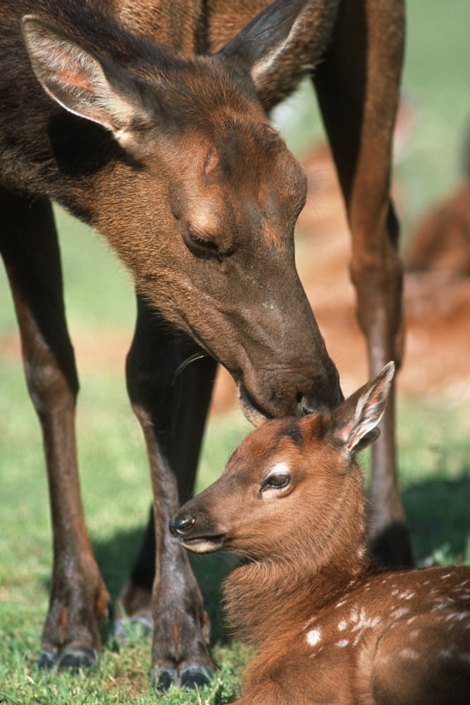 Cow Elk Tending To Its Calf At The Alaska Wildlife Conservation Center In Southcentral Alaska During Summer Canvas Art - Doug Lindstrand Design Pics (12 x 19)