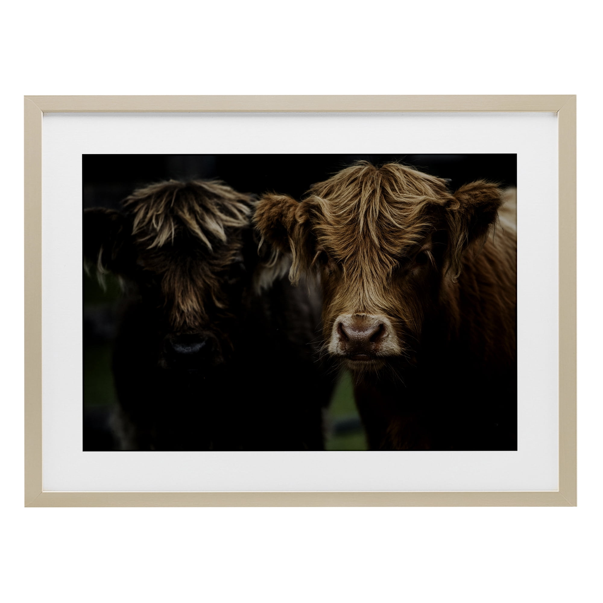 Cow Faces Highland Pair Birch Framed Print Under Glass, design by Amy Carroll