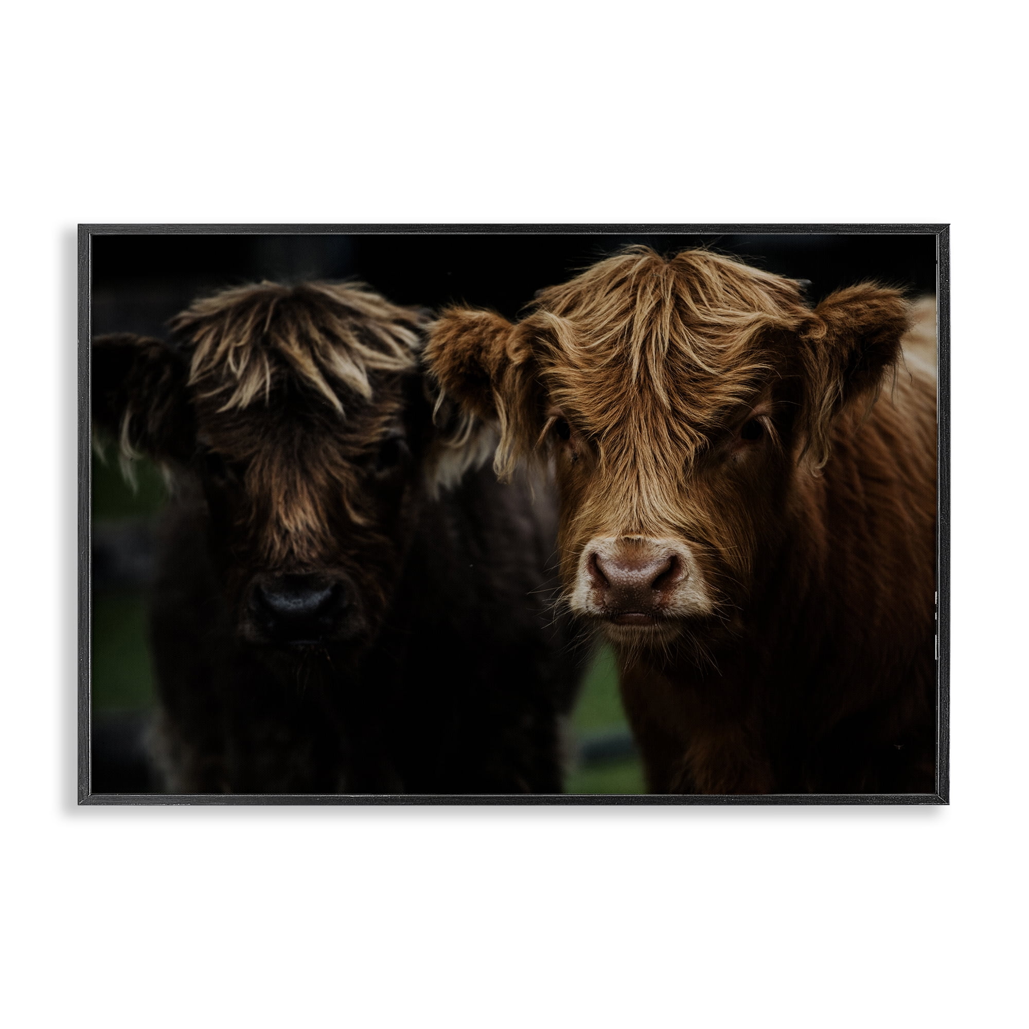 Cow Faces Highland Pair Black Framed Giclee Art, design by Amy Carroll