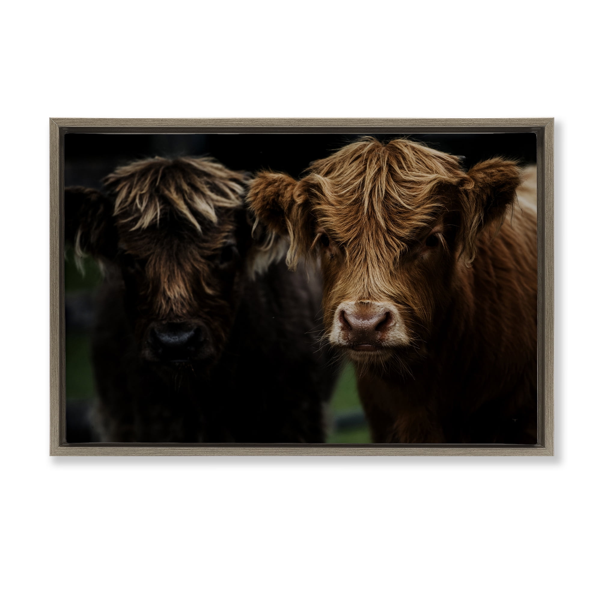 Cow Faces Highland Pair Brown Framed Floater Canvas Wall Art, design by Amy Carroll