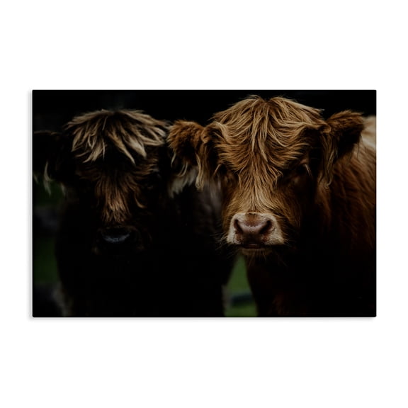 Cow Faces Highland Pair Canvas Wall Art, design by Amy Carroll