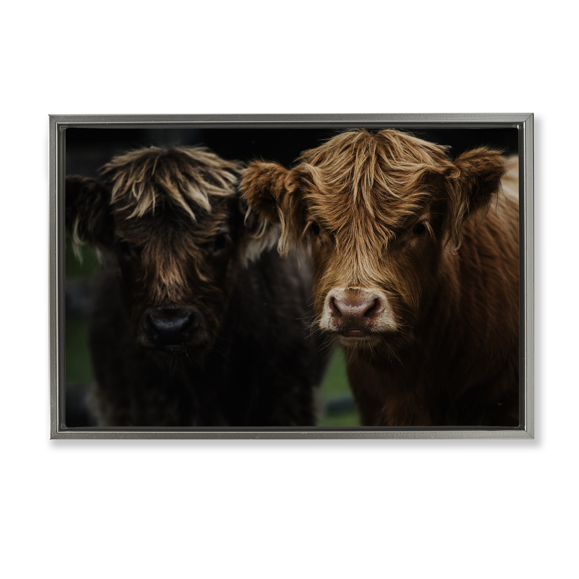 Cow Faces Highland Pair Gray Framed Floater Canvas Wall Art, design by Amy Carroll