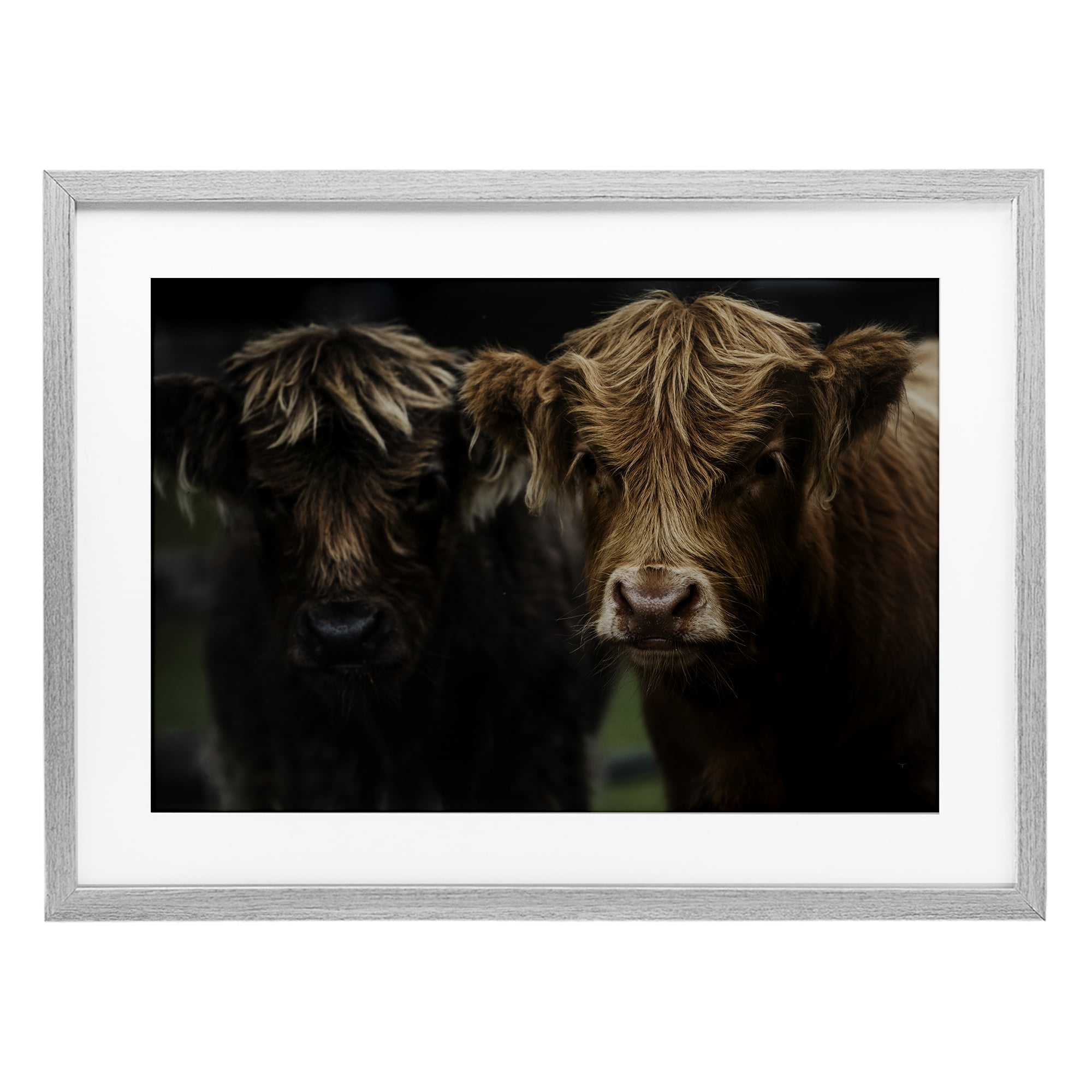 Cow Faces Highland Pair Gray Framed Print Under Glass, design by Amy Carroll