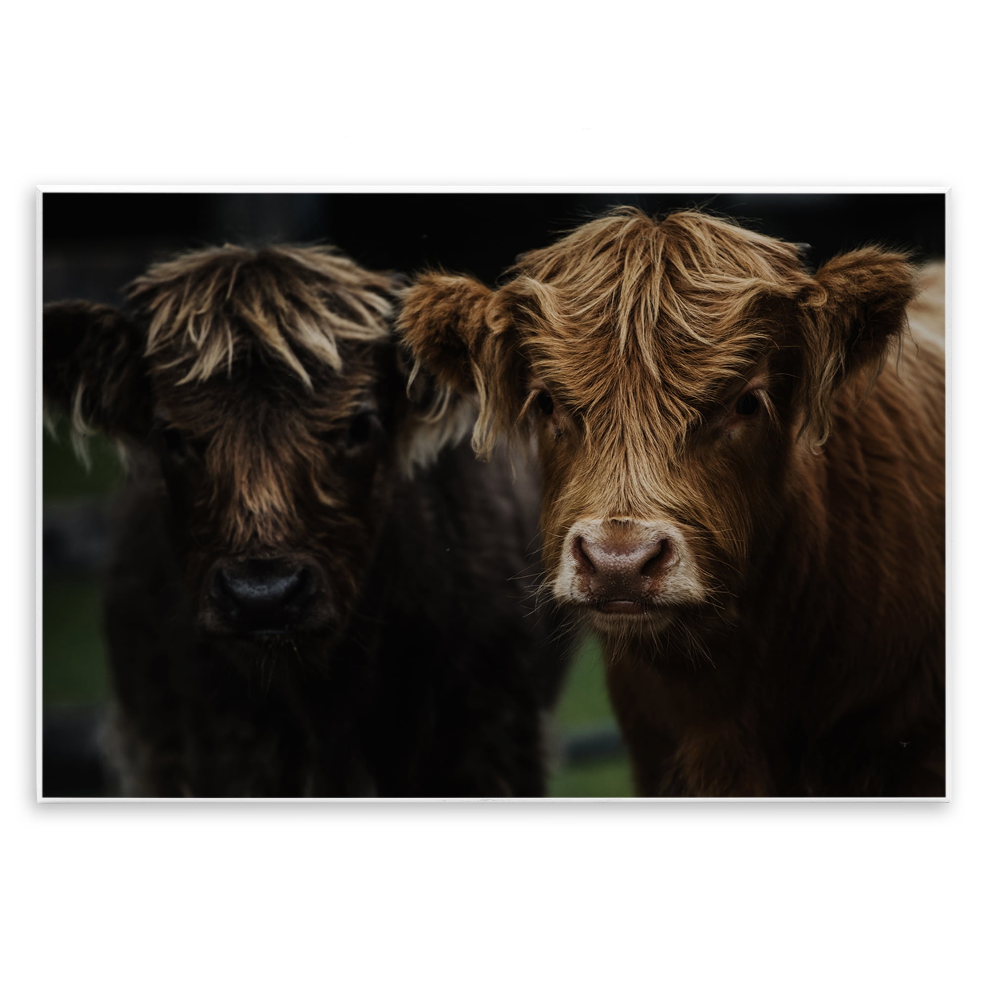 Cow Faces Highland Pair Wall Plaque Art, design by Amy Carroll