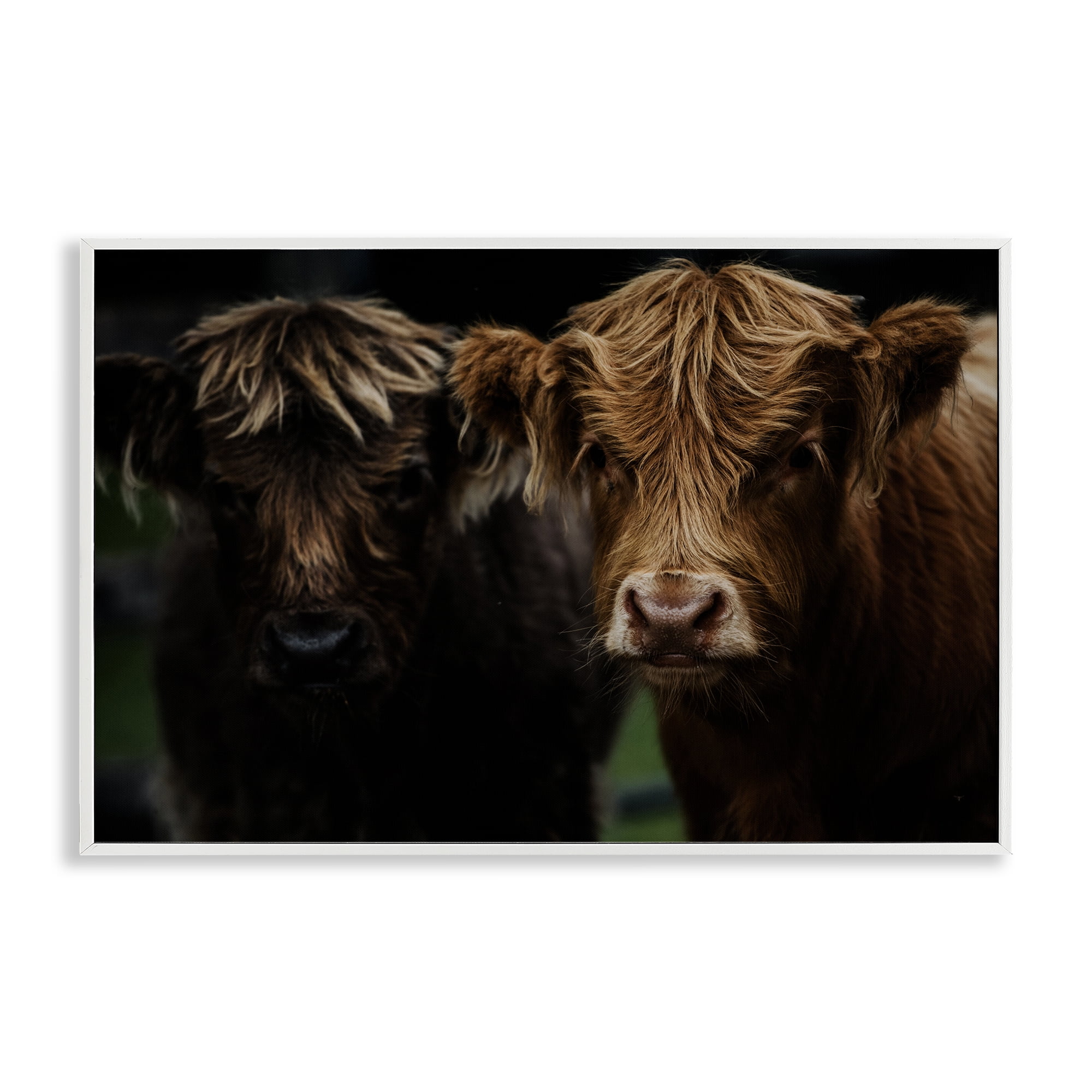 Cow Faces Highland Pair White Framed Giclee Art, design by Amy Carroll