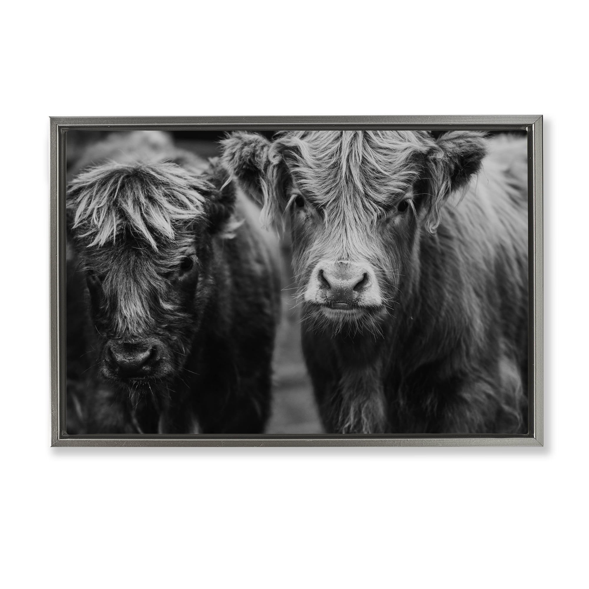 Cow Faces on Farm Gray Framed Floater Canvas Wall Art, design by Amy Carroll