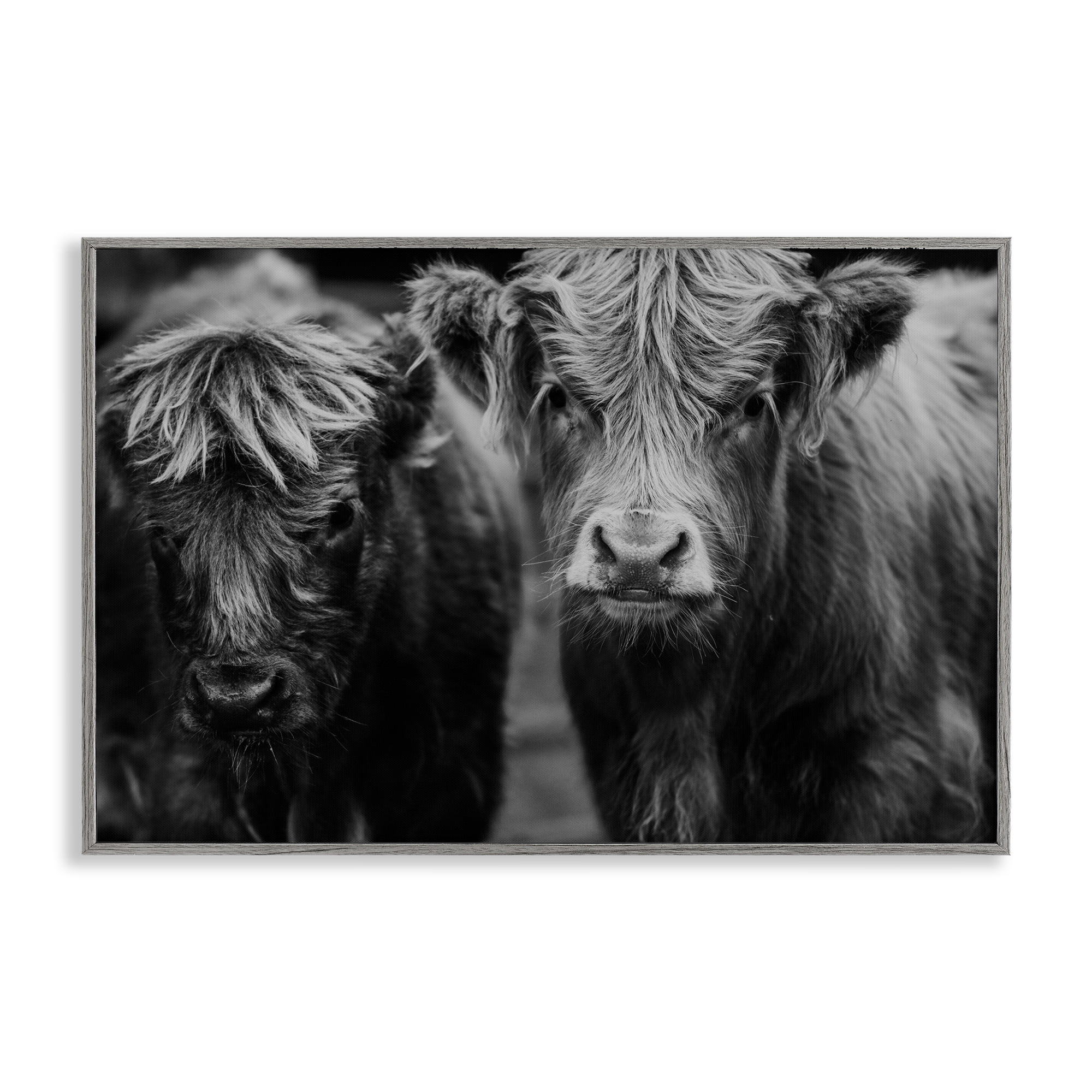 Cow Faces on Farm Gray Framed Giclee Art, design by Amy Carroll