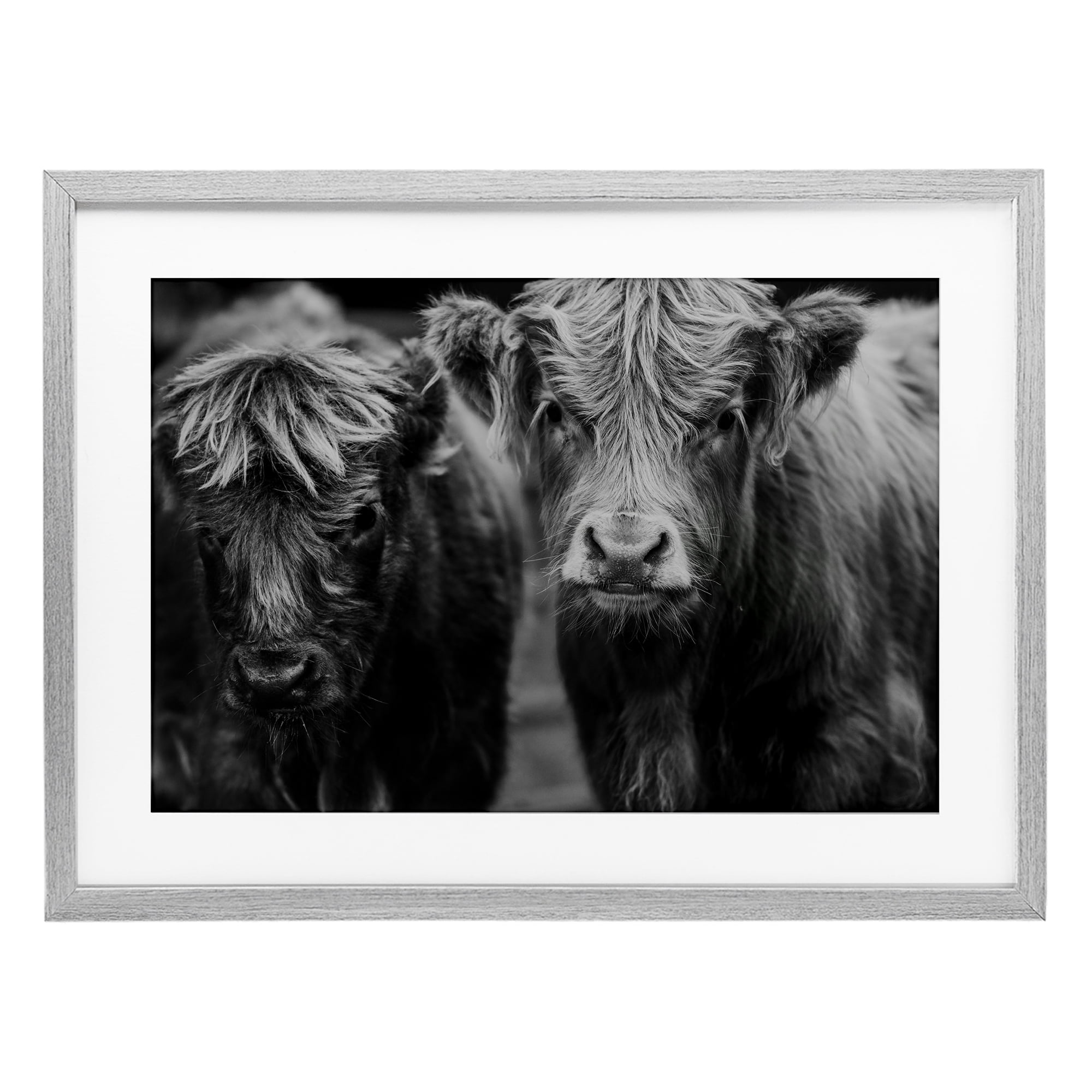 Cow Faces on Farm Gray Framed Print Under Glass, design by Amy Carroll