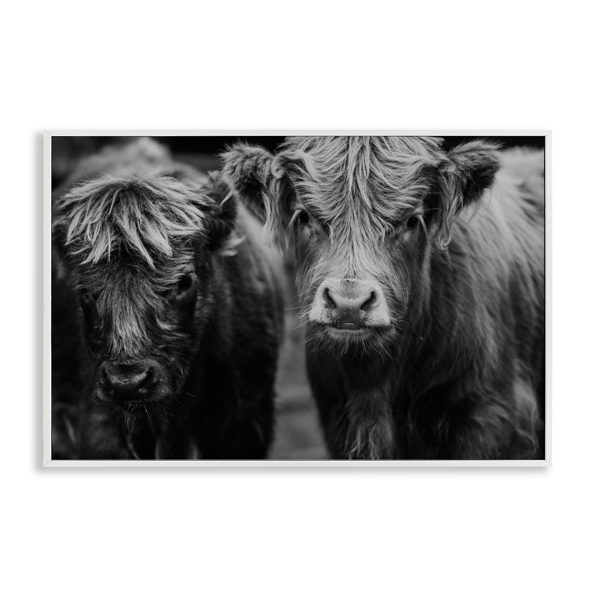 Cow Faces on Farm White Framed Giclee Art, design by Amy Carroll