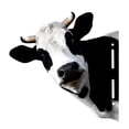 thumbnail image 1 of Cow Head Home : Metal Wall Sculpture for Indoor/Outdoor Garden Display, 1 of 6