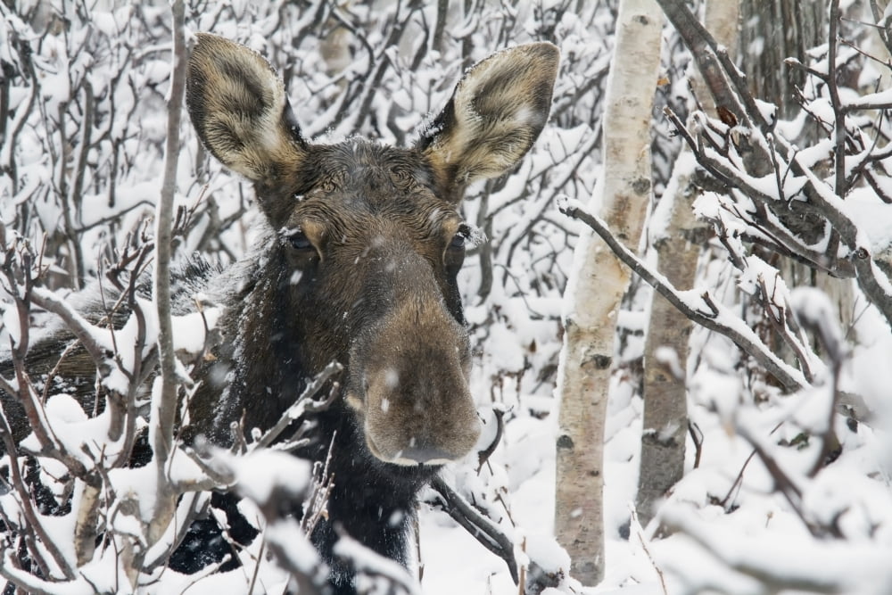 Cow Moose Among Snow Covered Trees In Gaspesie National Park Quebec Canada Canvas Art - Philippe Henry Design Pics (38 x 24)