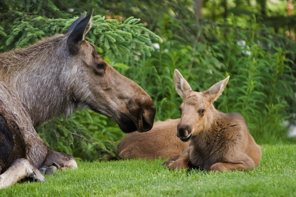Cow Moose & Calves Laying On Lawn In Anchorage Residents Yard Sc Alaska Spring Canvas Art - Jeff Schultz Design Pics (17 x 11)