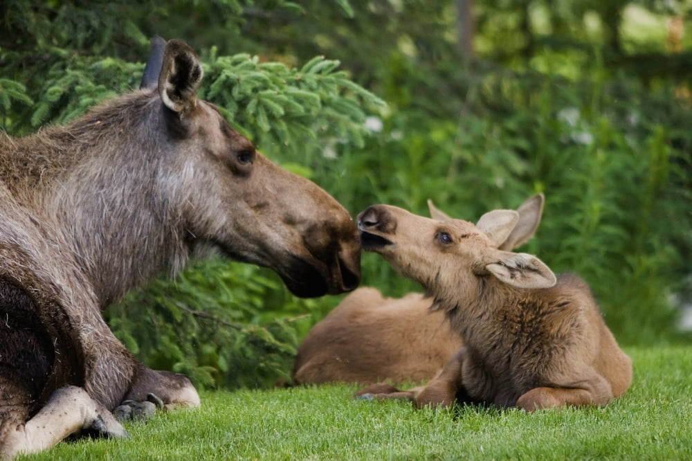 Cow Moose & Calves Laying On Lawn In Anchorage Residents Yard Sc Alaska Spring Canvas Art - Jeff Schultz Design Pics (17 x 11)