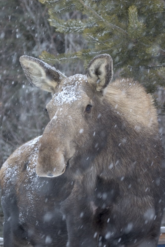 Cow Moose In Snowstorm Anchorage Ak Sc Winter Canvas Art - Ronald Phillips Design Pics (11 x 17)