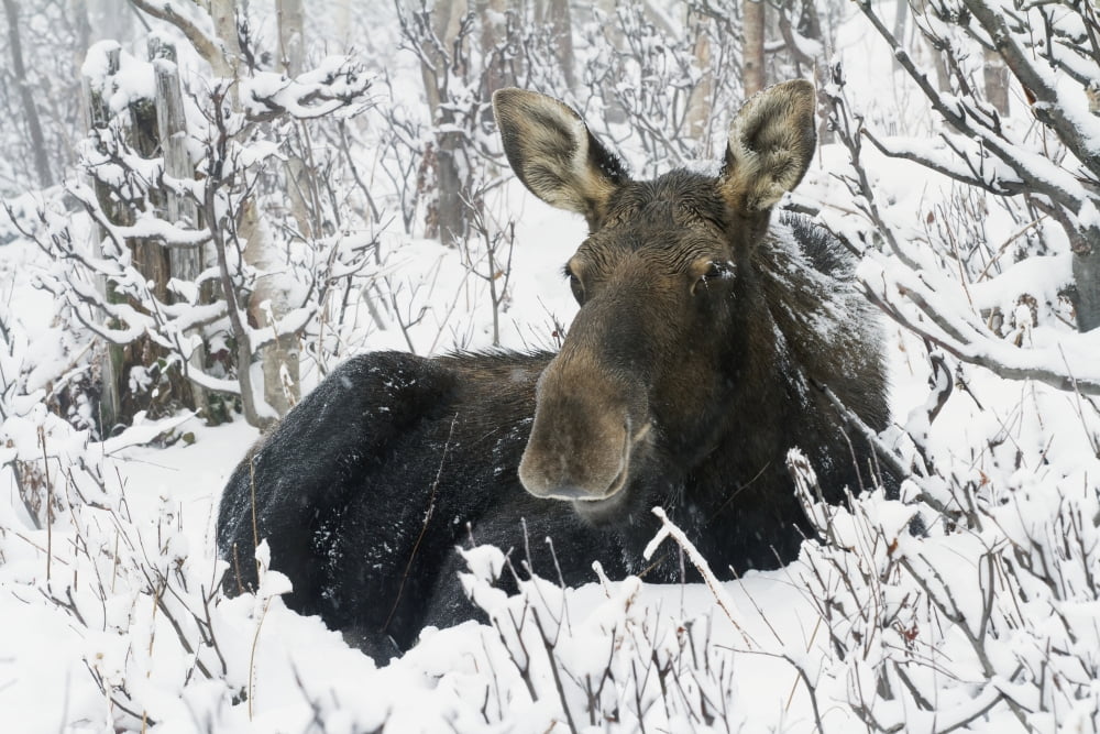 Cow Moose Laying In The Snow In Gaspesie National Park Quebec Canada Canvas Art - Philippe Henry Design Pics (38 x 24)