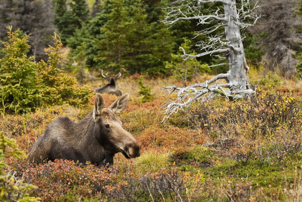 A Cow Moose Rests In A Blueberry Patch During The Autumn Rut In Chugach State Park Near Anchorage Southcentral Alaska FallN Canvas Art - Carl Johnson Design Pics (17 x 11)