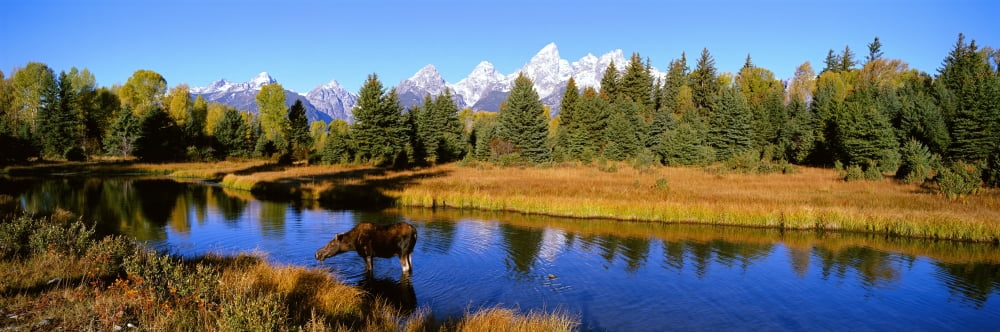 Cow Moose Snake River Grand Teton Np Wy Canvas Art - Ron Watts Design Pics (27 x 9)