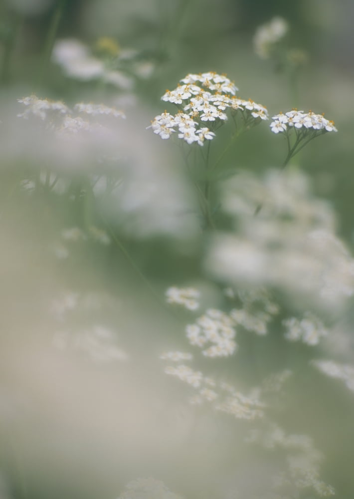 Cow Parsnip Alberta Canada Canvas Art - Darwin Wiggett Design Pics (22 x 32)