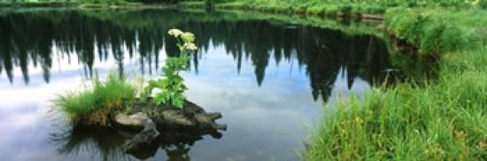 Cow Parsnip (Heracleum maximum) flowers in a pond Moose Pond Grand Teton National Park Wyoming USA Canvas Art - Panoramic Images (36 x 12)
