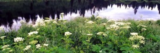 Cow Parsnip (Heracleum maximum) flowers near a pond Moose Pond Grand Teton National Park Wyoming USA Canvas Art - Panoramic Images (36 x 12)
