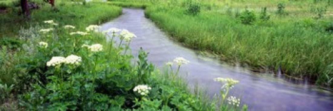 Cow Parsnip (Heracleum maximum) flowers near a stream Cottonwood Creek Grand Teton National Park Wyoming USA Canvas Art - Panoramic Images (18 x 6)