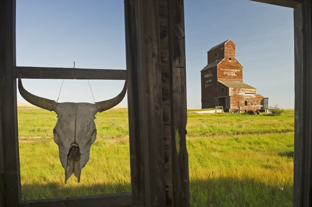 Cow Skull Hanging From An Old Window Frame With An Abandoned Grain Elevator In The Background Ghost Town Of Bents Saskatchewan Canvas Art - Dave Reede Design Pics (34 x 22)