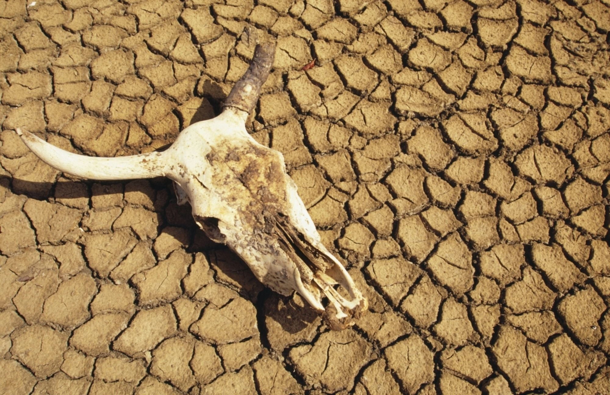Cow Skull On Cracked Dry Mudflat Canvas Art - Naki Kouyioumtzis Design Pics (34 x 22)